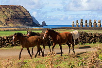 Band of wild Rapa Nui horses/colts, walking near Easter island heads on Ahu Tongariki , Rapa Nui National Park UNESCO World Heritage Site, Easter Island / Rapa Nui, Chile.