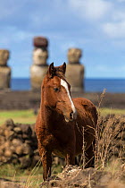 Wild Rapa Nui horse / colt, near Ahu Tongariki, Rapa Nui National Park UNESCO World Heritage Site, Easter Island / Rapa Nui, Chile.