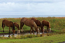 Two wild Rapa Nui horses/mares, two fillies and a colt drinking, Rapa Nui National Park UNESCO World Heritage Site, Easter Island / Rapa Nui, Chile.