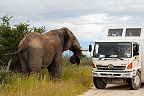 African elephant (Loxodonta africana) large bull elephant standing next to tourist vehicle, Etosha National Park, Namibia. February 2017.
