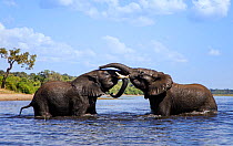 African elephant  (Loxodonta africana) play fighting in Chobe River, Chobe National Park, Botswana. May.