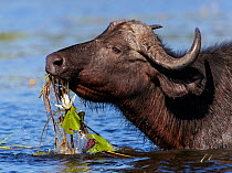 African buffalo (Syncerus caffer) feeding on water lillies in Chobe River, Chobe National Park, Botswana. May.