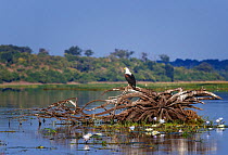 African fish eagle (Haliaeetus vocifer) on an upturned tree root in the Chobe River, Chobe National Park, Botswana. May.