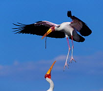 Yellow-billed stork  (Mycteria ibis) bringing in nesting material, Chobe National Park, Botswana,  May.