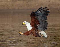 African fish eagle (Haliaeetus vocifer) flying in to snatch a fish Chobe National Park,  Botswana, June.