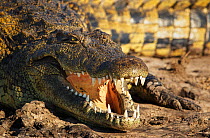 Nile crocodile (Crocodylus niloticus) Chobe National Park, Botswana, June.