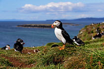 Atlantic puffin  (Fratercula arctica) standing by a burrow amongst the cliff top colony. Isle of Lunga, Treshnish Isles, Scotland, UK. July.
