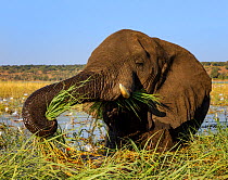 African elephant (Loxodonta africana) feeding on grasses, Chobe River, Chobe National Park, Botswana. May.