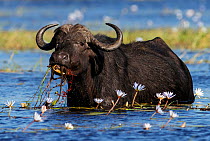 African buffalo (Syncerus caffer) feeding on water lilies, Chobe River, Chobe National Park, Botswana. May.