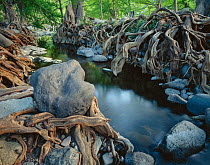 Deciduous forest with Sabinos (Taxodium mucrunatum) with tangled roots, bank of the Rio Cuchujaqui Sierra Alamos, Mexico