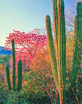 Pink ipe / Pink trumpet tree (Tabebuia palmeri) in flower with Hecho cacti (Pachycereus pectin-aboriginum)