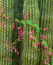 Organ Pipe cactus (Stenocereus thurberi) with Queen's Wreath (Antigonon leptopus) flowers, Rio Mayo drainage, Sonora, Mexico.
