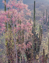 Nesco (Willardia mexicana) flowering and Hecho cactus (Pachycereus pectin-aboriginum)  Sierra Alamos, Sonora, Mexico.