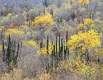 Flowers (Chamaecrista pilosa) in leafless forest with Hecho cactus (Pachycereus pecten-aboriginum) Sierra Alamos, Sonora, Mexico,