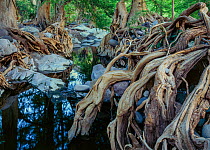 Deciduous forest with Sabinos (Taxodium mucrunatum) with tangled roots, bank of the Rio Cuchujaqui  Sierra Alamos, Mexico.