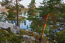 Scots pine (Pinus sylvestris), forest around the Svarttjonna lake, Femundsmarka National Park, Norway.