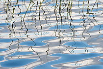 Water Horsetails (Equisetum fluviatile) reflected in water, Femundsmarka National Park, Norway.
