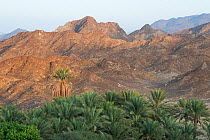 Date palm plantation in the Hajar Mountains. Esfini, United Arab Emirates. November 2015.