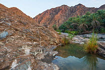 Date palm plantation by a small river in the Hajar Mountains. United Arab Emirates. November 2015.