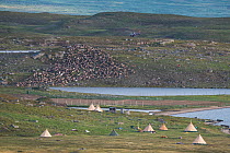 Sami camp where they collect their reindeer for calf marking, Lake Slappejaure. They use helicopter and motorcycles for moving the herd. Padjelanta National Park, Laponia World Heritage Site, Swedish...