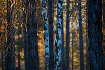 Scots pine (Pinus sylvestris), forest in the Muddus National Park, Laponia World Heritage Site, Swedish Lapland, Sweden.