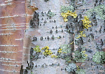 Bark of a Birch tree (Betula pubescens) Rapa delta, Laponia World Heritage Site, Lapland, Sweden.