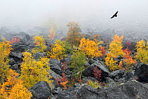 Raven (Corvus corax), flying, at foot of Mt Skierfe. Laponia World Heritage Site, Lapland, Sweden.