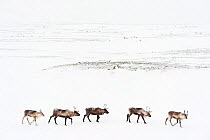 Domestic reindeer (Rangifer tarandus) five walking in line, Sarek National Park, Laponia World Heritage Site, Swedish Lapland, Sweden.