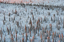 Frost-covered Norway spruce (Picea abies), forest. Muddus National Park, Laponia World Heritage Site, Swedish Lapland, Sweden. December 2016.