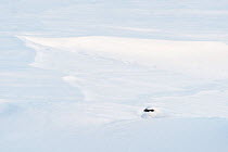 Ptarmigan (Lagopus muta), male resting in a snow hole. Sarek National Park, Laponia World Heritage Site, Swedish Lapland, Sweden.