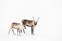 Domestic reindeer (Rangifer tarandus) Sarek National Park, Laponia World Heritage Site, Swedish Lapland, Sweden.