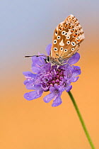 Female chalkhill blue butterfly (Lysandra coridon) with wings closed resting on Devils-bit scabious (Succisa pratensis), Hatch Hill, Somerset, UK. August 2016.
