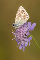 Male chalkhill blue butterfly (Lysandra coridon) with wings closed resting on Devils-bit scabious (Succisa pratensis), Hatch Hill, Somerset, UK. August 2016.