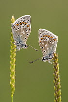 Common blue butterflies (Polyommatus icarus) resting on grasses, Vealand Farm, Devon, UK. June 2017