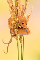 Harvest mice (Micromys minutus) on grass stems, Devon, UK. July 2016. Captive.