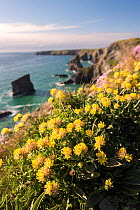 Kidney vetch (Anthyllis vulneraria) flowering on cliff tops, Bedruthan Steps, near Newquay, north Cornwall, UK. April 2017.