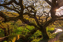 Ancient oak tree (Quercus robur), Marsland Mouth, Devon Wildlife Trust, Devon, UK. April 2017.