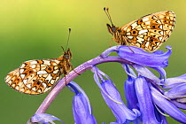 Two small pearl-bordered fritillary butterflies (Boloria selene) resting on bluebell, Marsland mouth, North Devon, UK. May 2017.