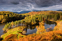 Tarn Hows, late evening light in autumn, near Coniston, The Lake District, Cumbria, UK. October 2016.