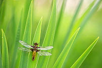 Broad bodied chaser dragonfly (Libellula depressa), newly emerged, resting on reeds,Broxwater, Cornwall, UK. April 2017.