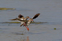 Common redshank (Tringa totanus) male attempting to mate with female who is taking off, Vendee, France, April,