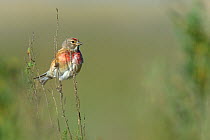Common linnet (Carduelis cannabina) male on a branch,   Vendee, France, April