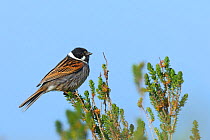 Common reed bunting (Emberiza schoeniclus) male on branch,   Vendee, France, April