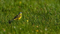 Western yellow wagtail (Motacilla flava) foraging in grass  Vendee,  France,  April