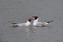 Black-headed gull (Chroicocephalus ridibundus) pair courting on water before mating, Brenne, France, May