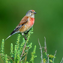 Common linnet (Carduelis cannabina) on a branch of alkali seepweed, Vendee, France, May