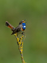 Bluethroat (Luscinia svecica) singing on a branch  Vendee, France, May