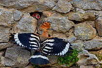 Eurasian hoopoe (Upupa epops) at nest in stone wall with hungry chicks gaping, Vendee, France, June