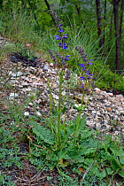 Meadow clary (Salvia pratensis) Gorges du Tarn,  France, May