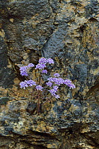 Candytuft flowers (Iberis) flowers, Gorges du Tarn,  France,  May